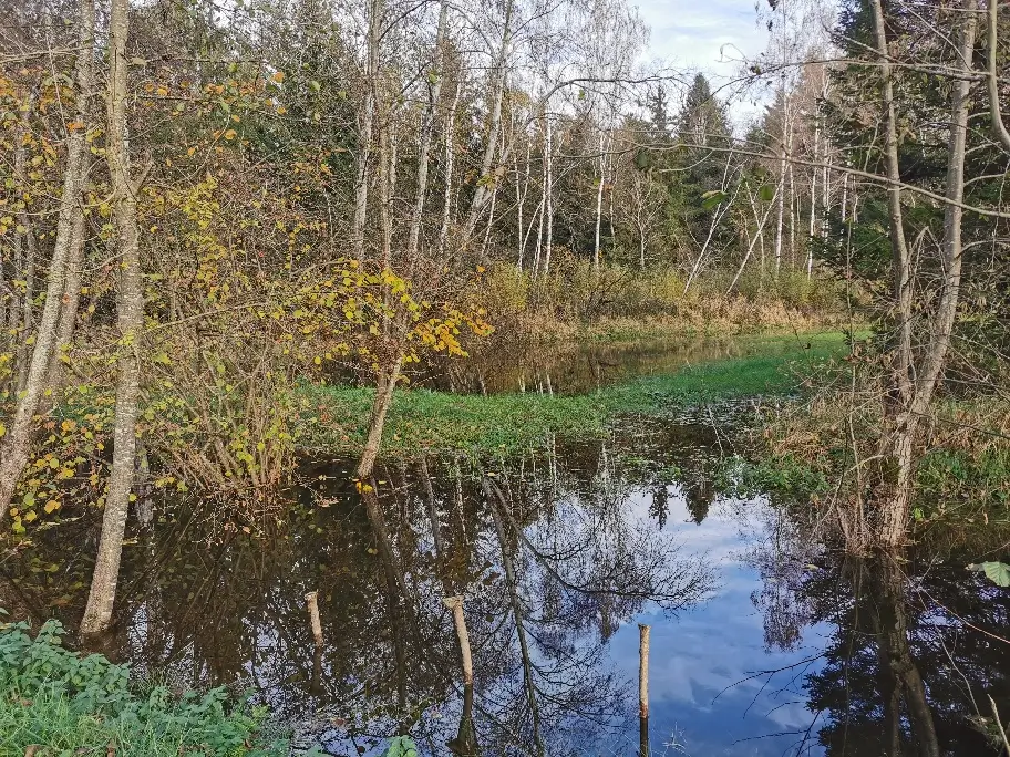 Halfinger Moos Foto: Sepp Lausch