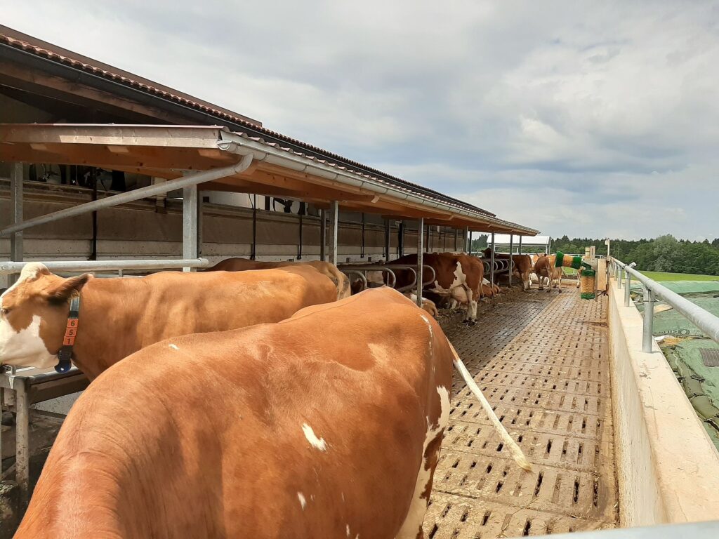 Der Laufhof für Kühe, der große bürokratische Hürden erzeugte