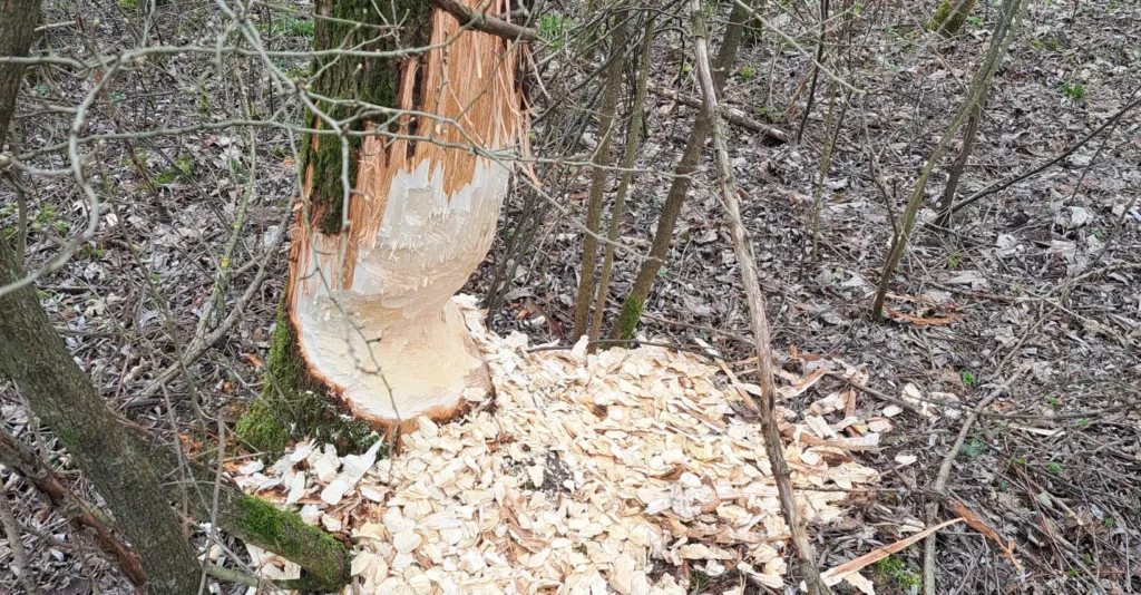 Biberschaden im Landkreis Rosenheim 