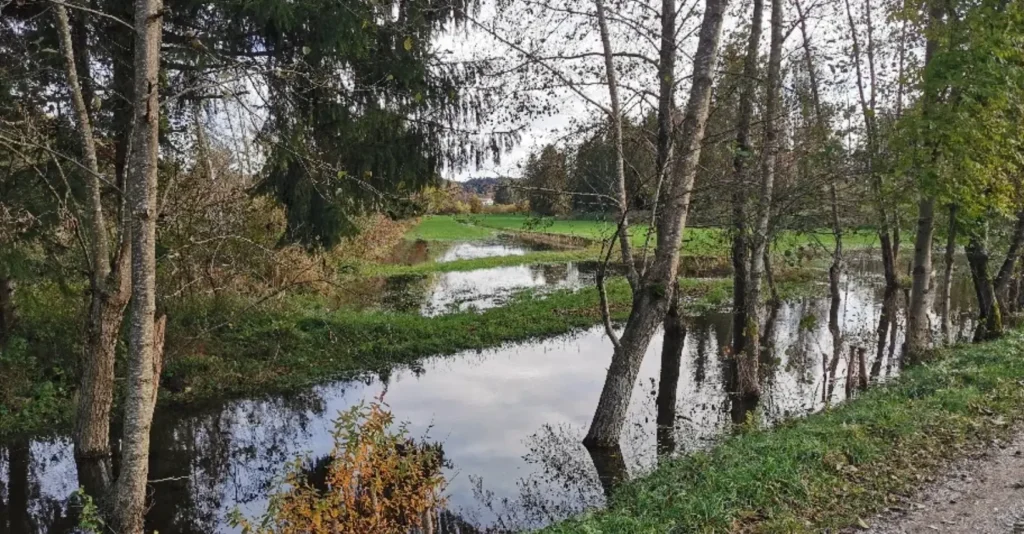 Halfinger Moos Foto: Sepp Lausch